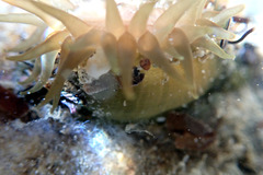 Isanemonia australis