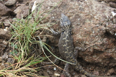 Pseudocordylus langi