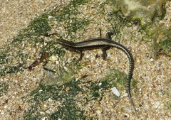 Cryptoblepharus africanus