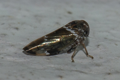 Idioscopus nitidulus