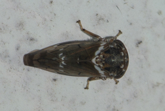 Idioscopus nitidulus