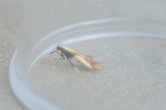 Caloptilia superbifrontella