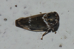 Idioscopus nitidulus