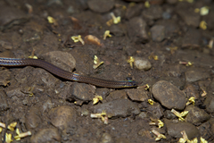 Calamaria pavimentata