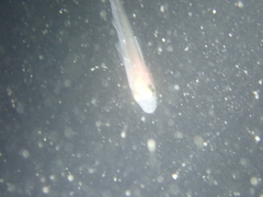 Pollachius pollachius