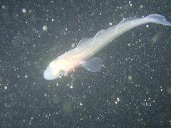 Pollachius pollachius
