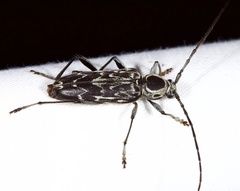 Sarosesthes fulminans