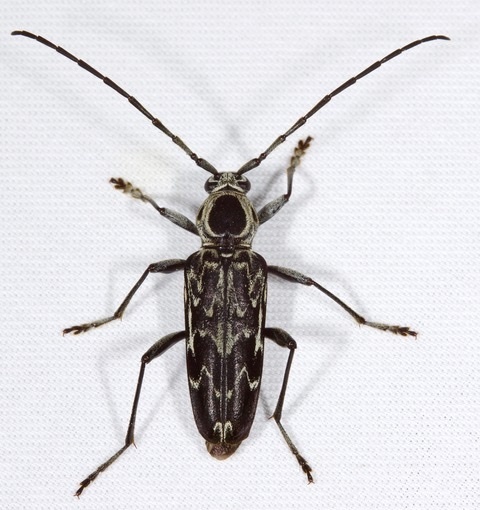 Fulminating Long-horned Beetle