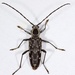 Fulminating Long-horned Beetle - Photo (c) Becky Elkin, some rights reserved (CC BY-NC), uploaded by Becky Elkin