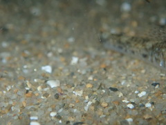 Pomatoschistus microps