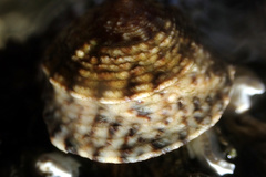 Bembicium vittatum