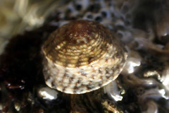 Bembicium vittatum