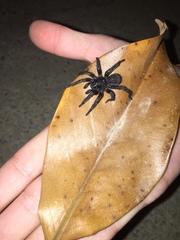 Amblyocarenum walckenaeri