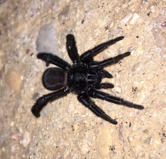 Amblyocarenum walckenaeri