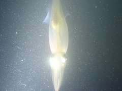 Alloteuthis subulata