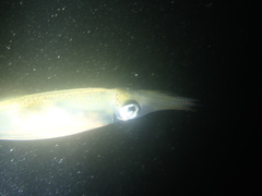 Alloteuthis subulata
