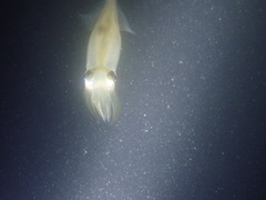 Alloteuthis subulata