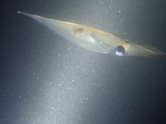 Alloteuthis subulata