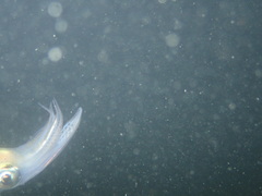 Alloteuthis subulata