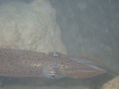 Alloteuthis subulata