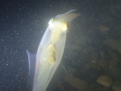 Alloteuthis subulata