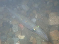 Alloteuthis subulata