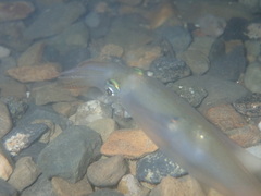 Alloteuthis subulata
