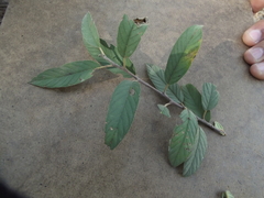 Prunus gentryi