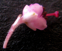 Polycodon