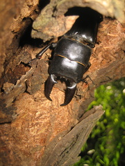 Serrognathus titanus platymelus