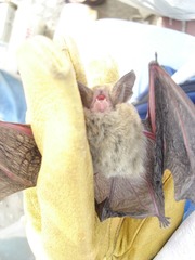 Myotis auriculus
