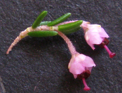 Polycodon