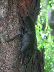 Serrognathus titanus platymelus