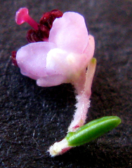Polycodon