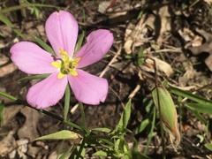 Sabatia angularis