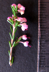 Polycodon