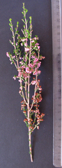 Polycodon