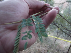 Mimosa dysocarpa