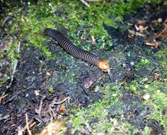 Cylindroiulus fulviceps