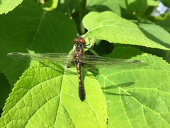 Leucorrhinia caudalis