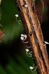Mycena albidocapillaris