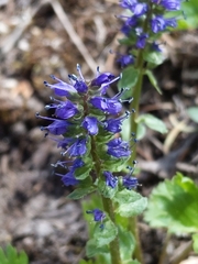 Veronica utahensis