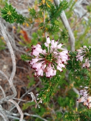 Erica multiflora