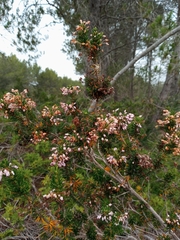 Erica multiflora