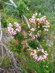 Erica multiflora