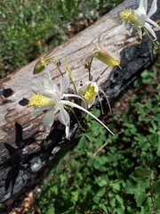 Aquilegia coerulea