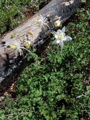 Aquilegia coerulea