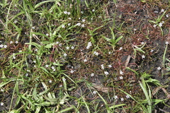 Limosella longiflora