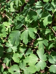 Aquilegia coerulea