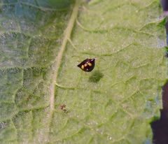 Theridula gonygaster